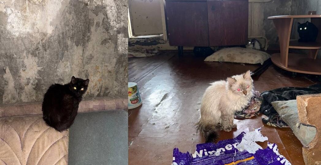 В Сургуте после смерти хозяйки 14 котов оказались под угрозой голодной смерти