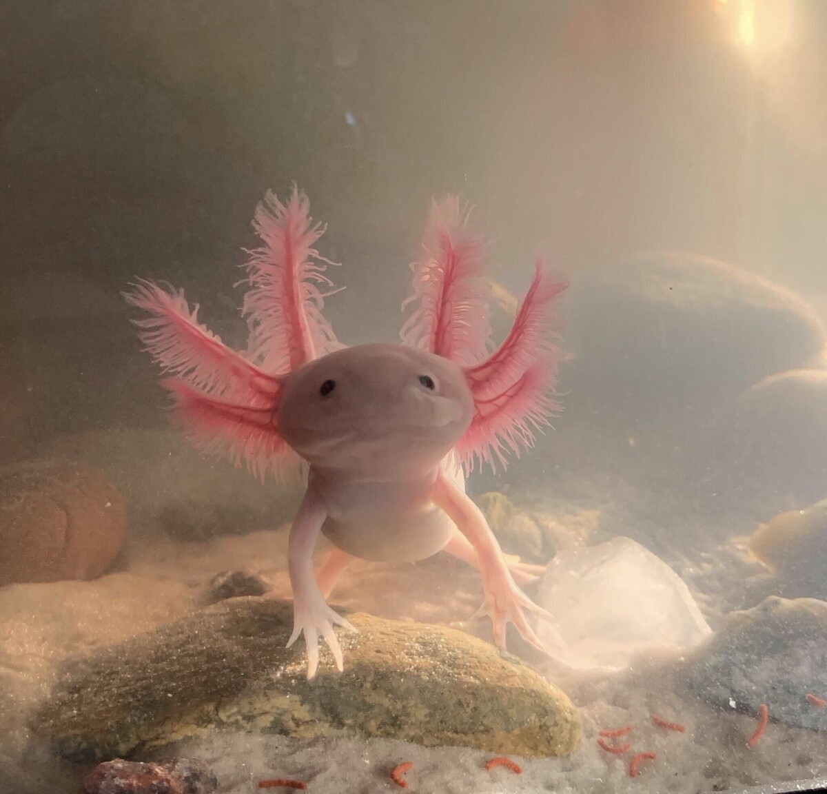 https://au.pinterest.com/ideas/axolotl-profile-picture/931889481763/
