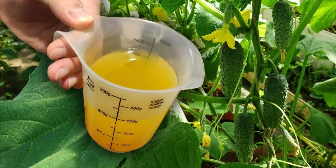 1-2 часа и огурцы здоровые: природная подкормка для хорошего урожая