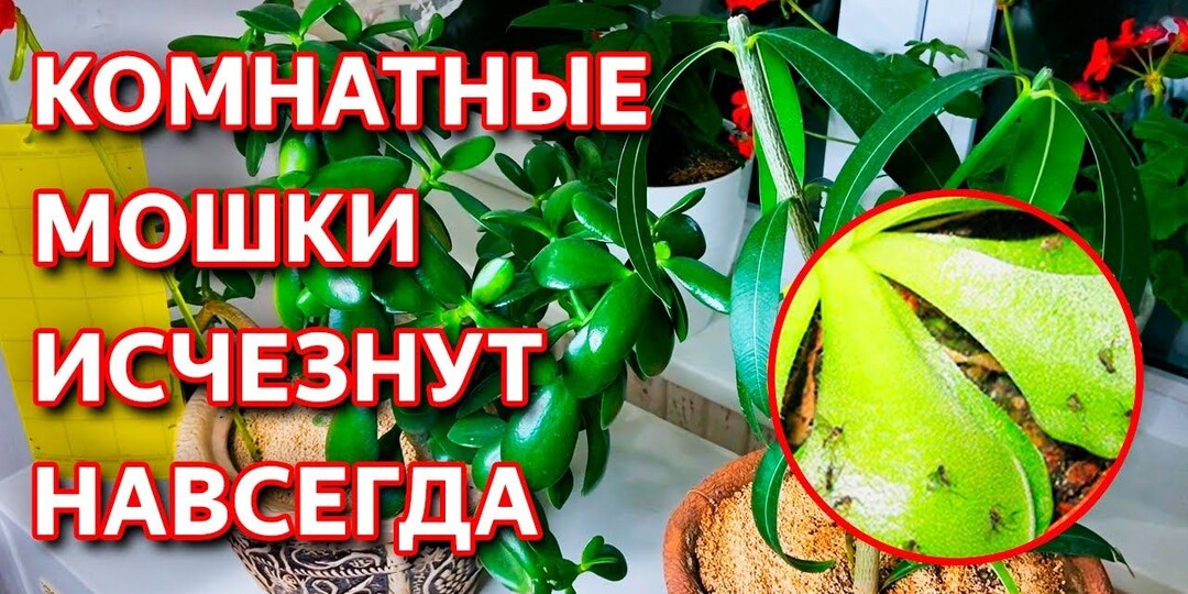 Как избавиться от мошки в цветочных горшках: полное руководство для цветовода