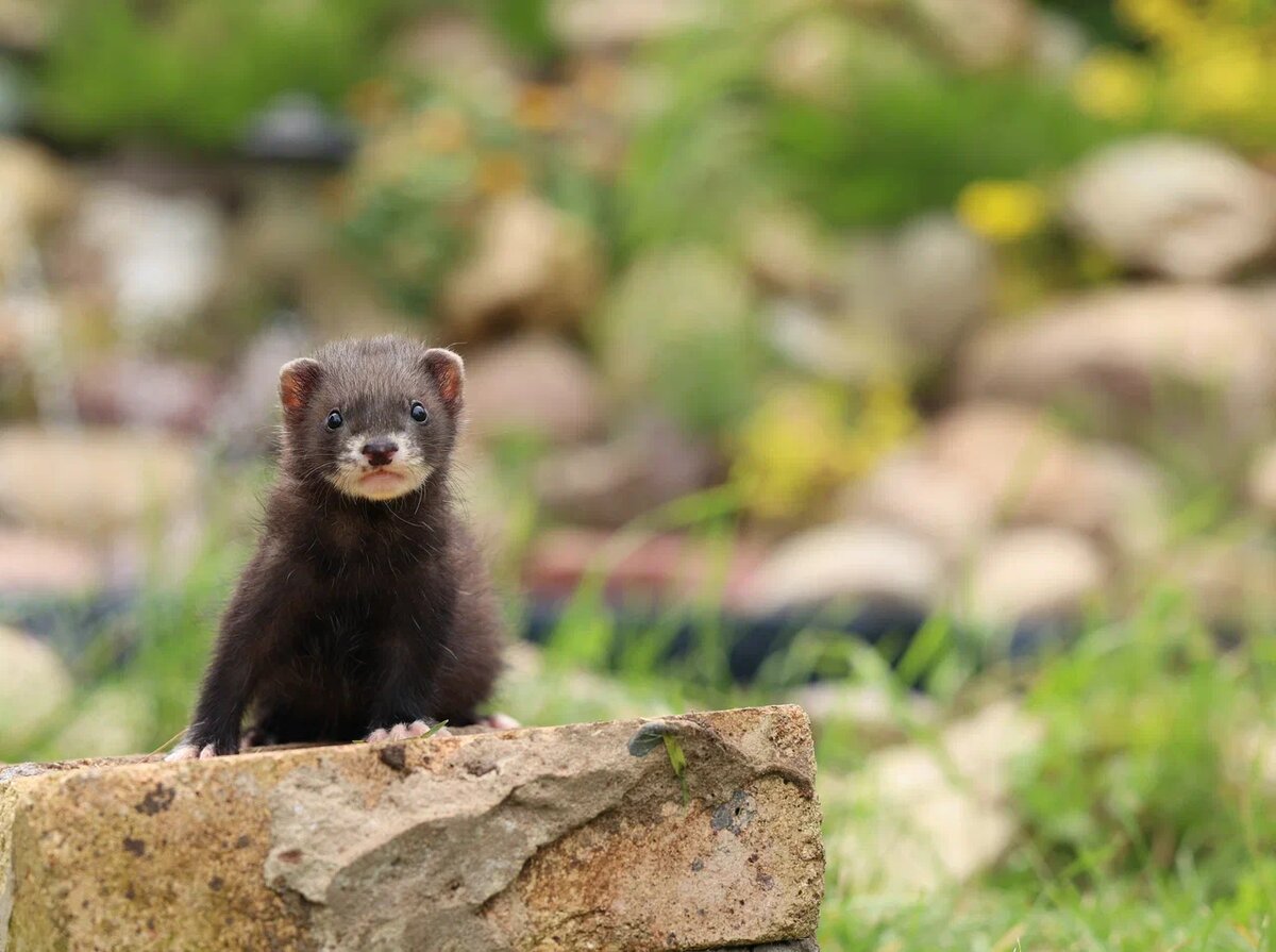 Хорьки как домашние животные: очень умные, ловко карабкаются по шторам, а если нужно куда-то залезть, то спокойно пододвигают табуретку. Фото: Елена Романенкова