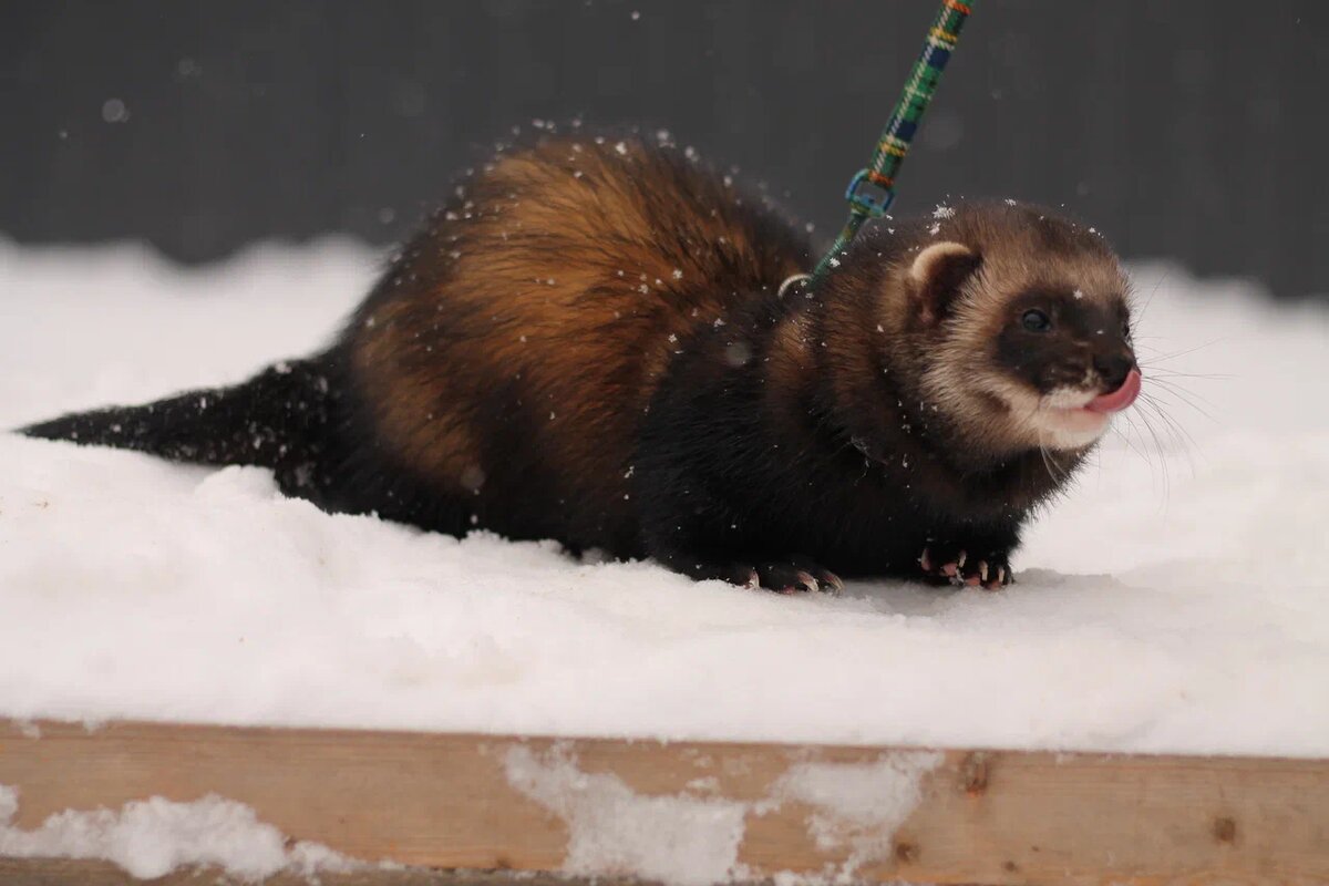 Интеллект хорьков делает их крайне опасными для самих себя. Фото: Александра Шубина