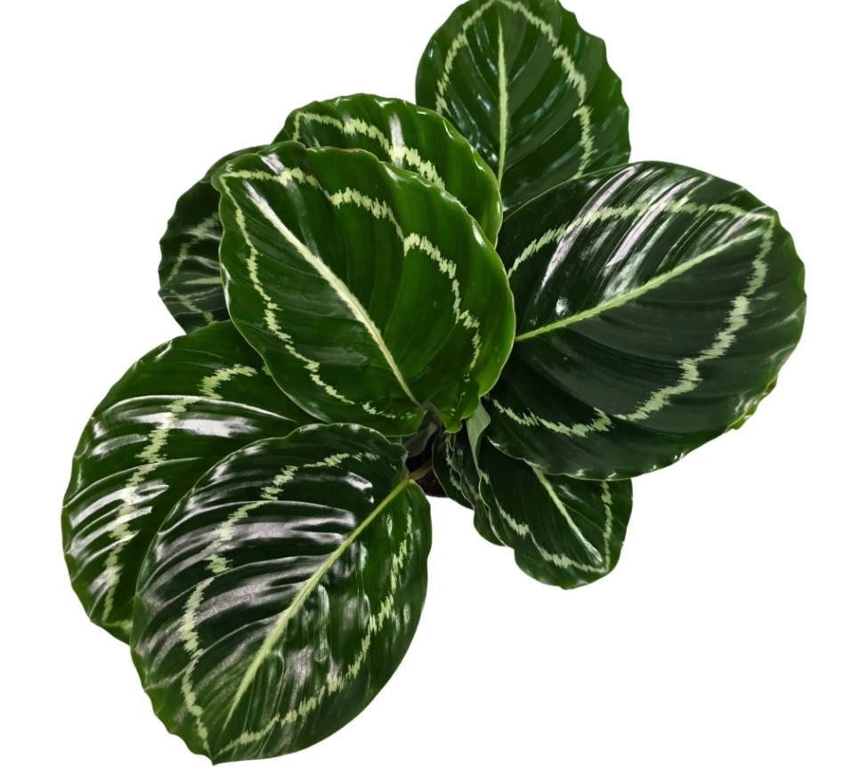 Calathea veitchiana