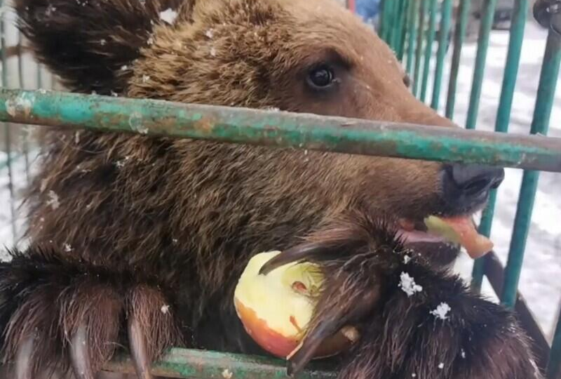 Найденного на КБЖД медвежонка отправили в Карельский зоопарк