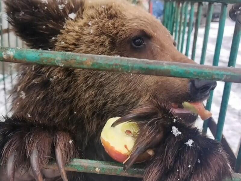 © Фото: vk.com/k9pitomnik