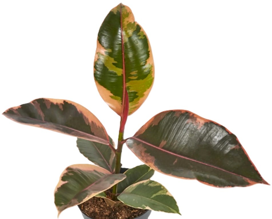 Ficus elastica 'Ruby'