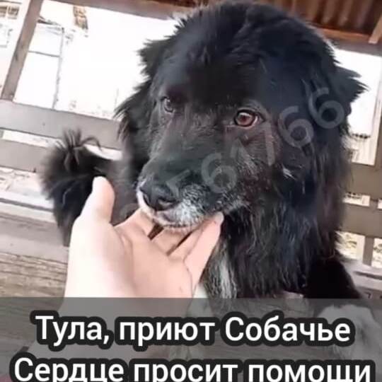 Помогите доброму приюту🙏🏻