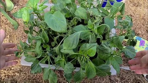 Как спасти подмерзшую рассаду перца: пошаговое руководство 