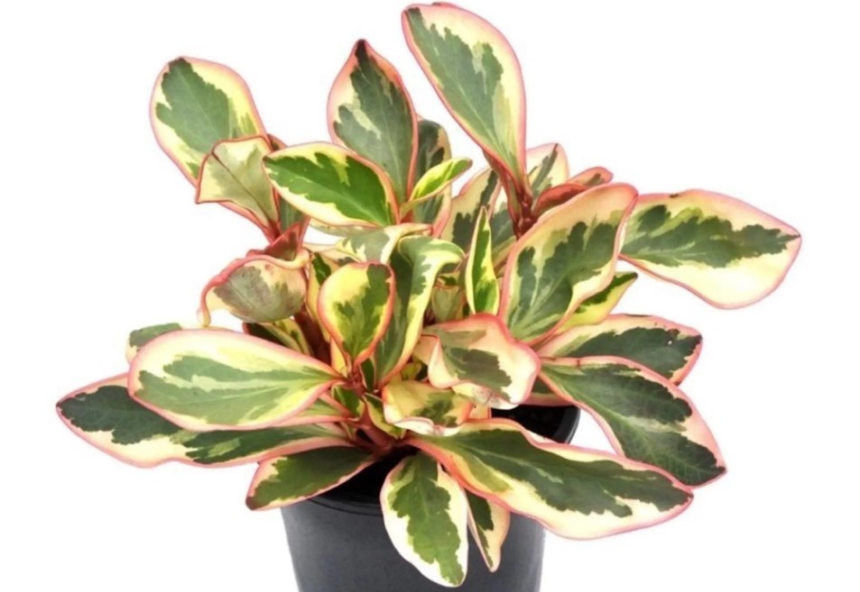 Peperomia clusiifolia