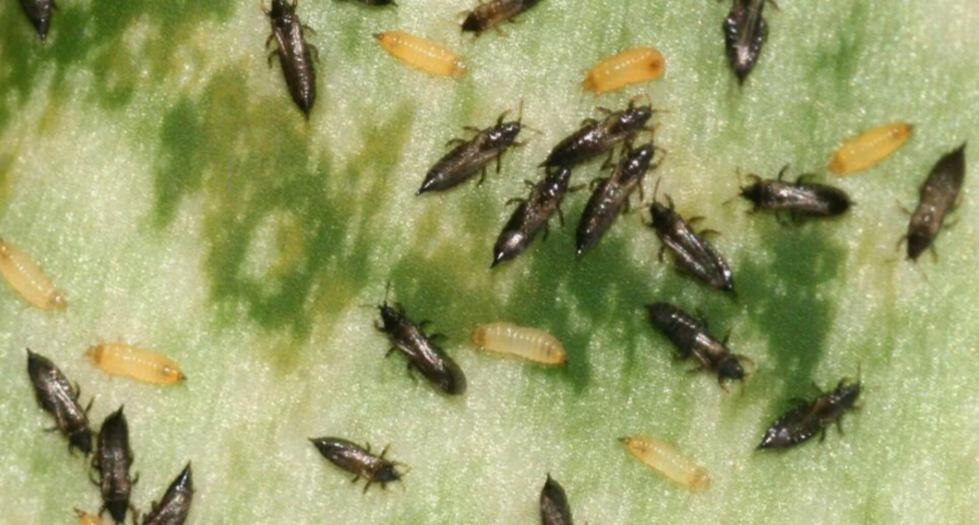 Как защитить рассаду от трипсов: эффективные инсектициды и биопрепараты