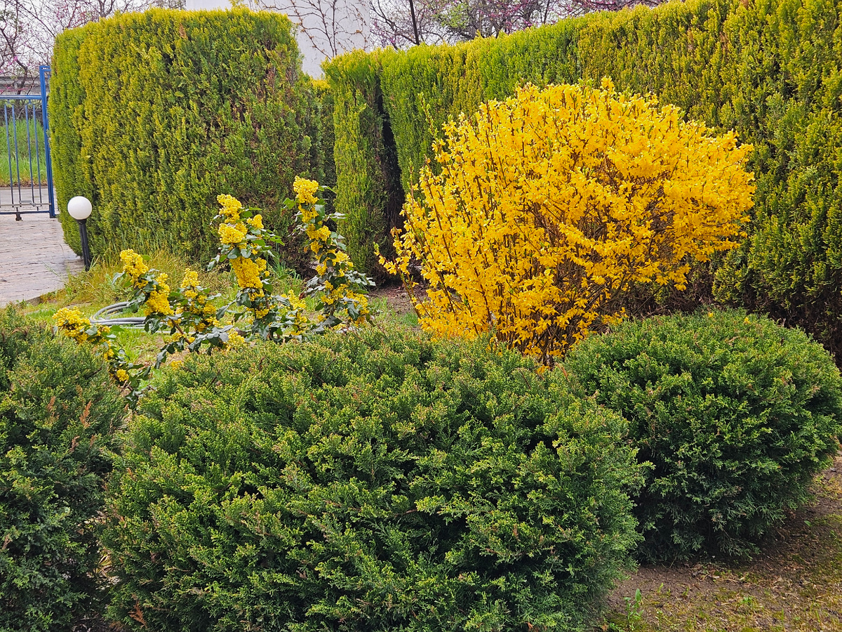 Форзиция и магония в цвету