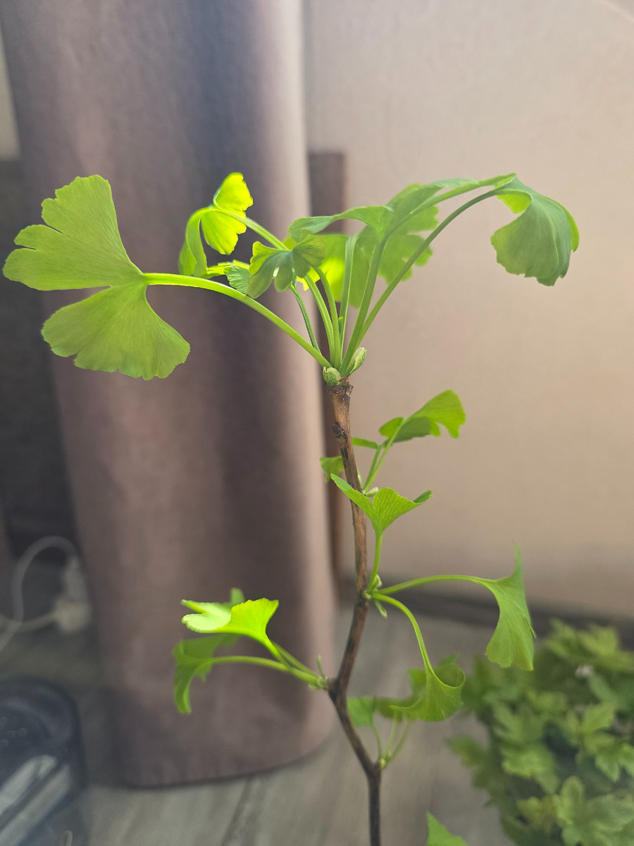 Гинкго билоба