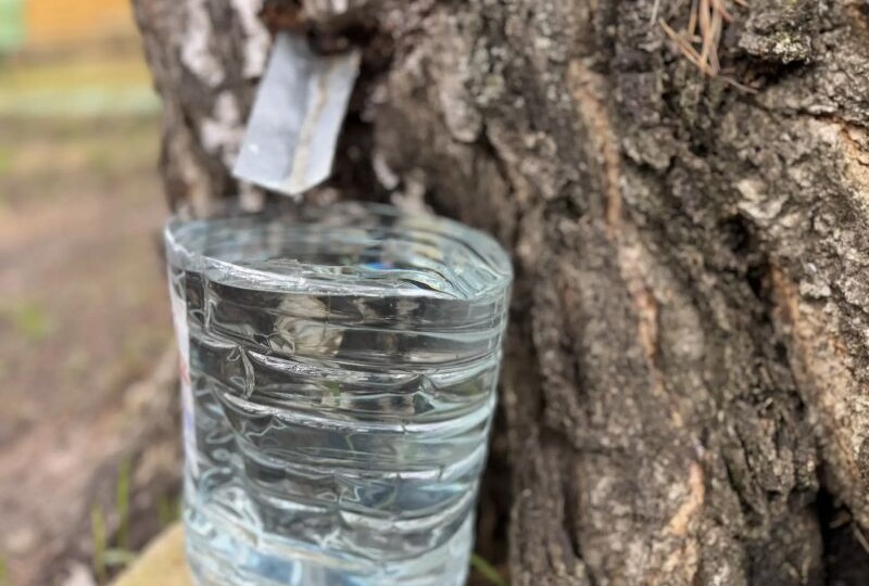 В день Вадима Ключника родники и березовый сок шептали людям о грядущем