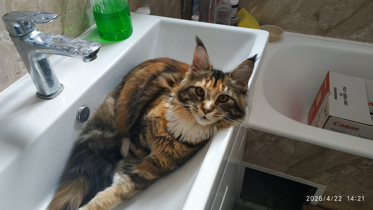 Кошка породы Мейн-кун, ожидает подачу воды.
