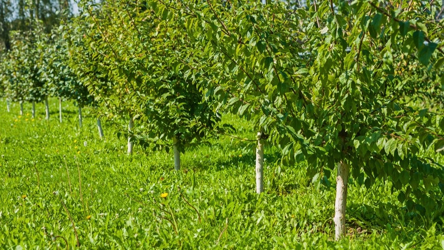 Чем подкормить яблоню весной: 3 удобрения, которые дают крупные яблоки