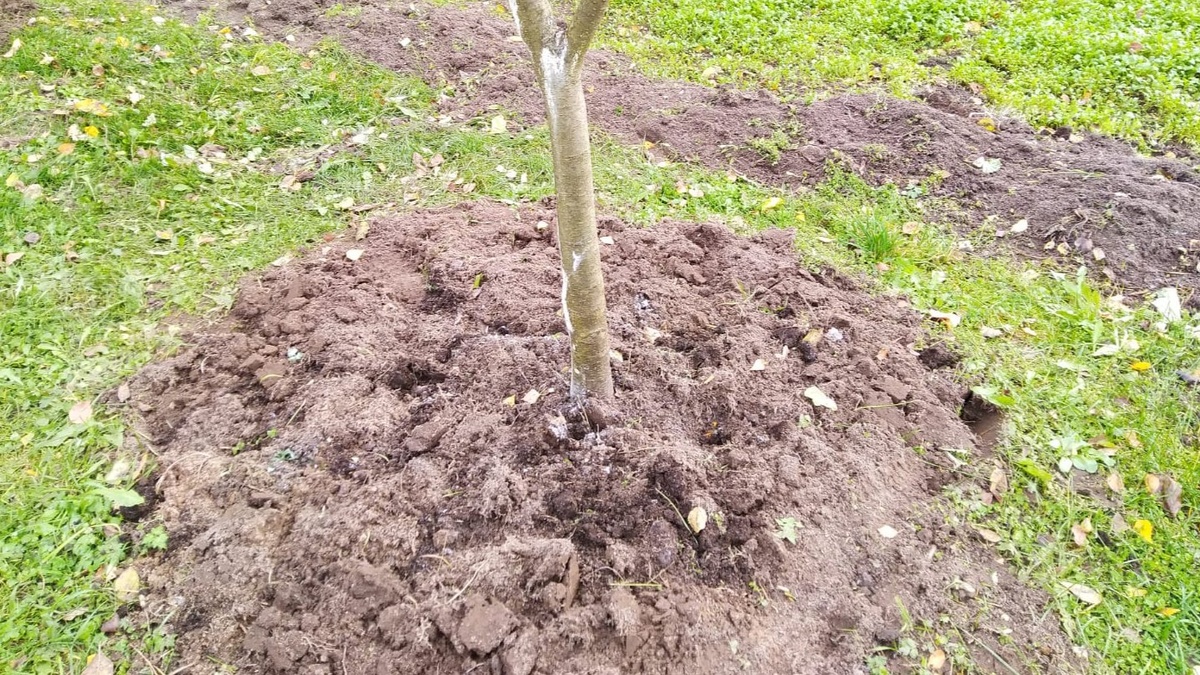 Удобрение вносят не под ствол, а по периметру кроны — именно там находятся всасывающие корни
