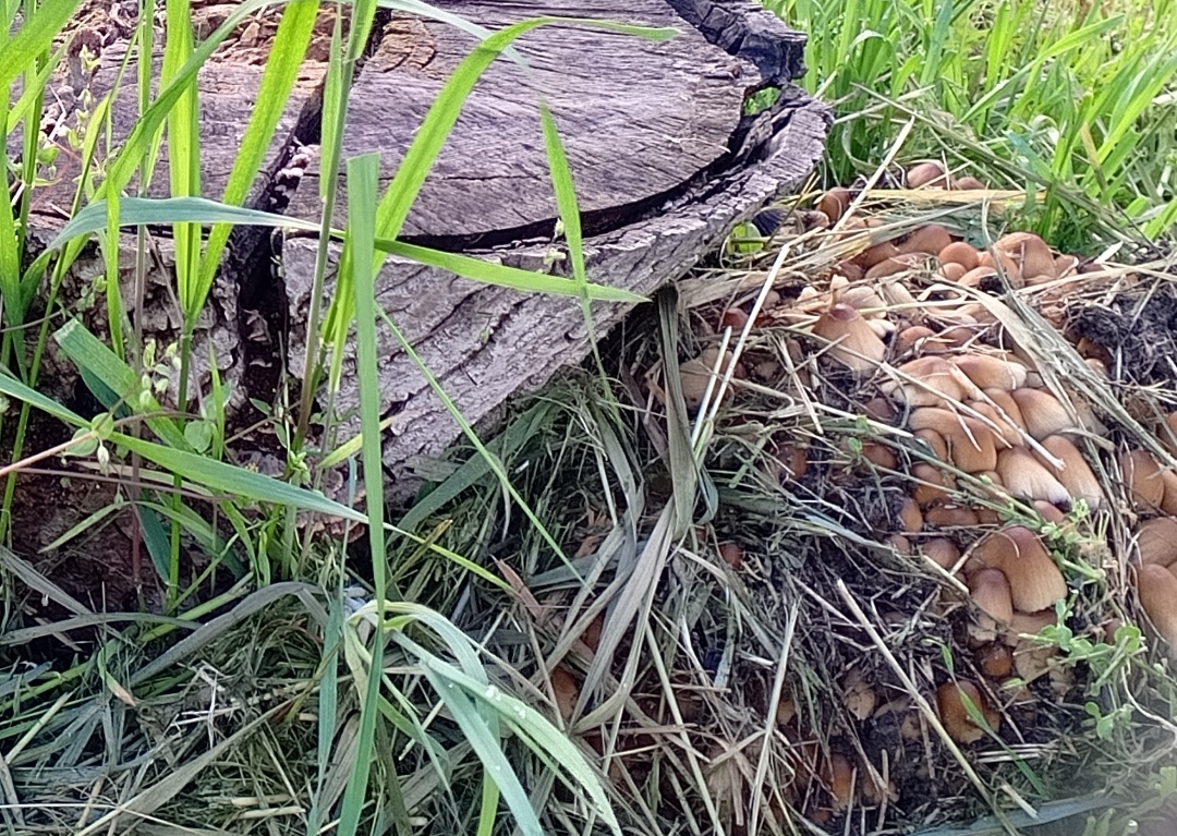 Навозники. Фото авторов