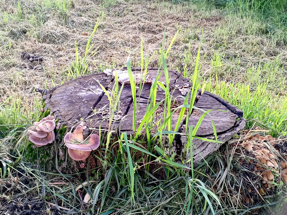Пень с грибами. Фото авторов
