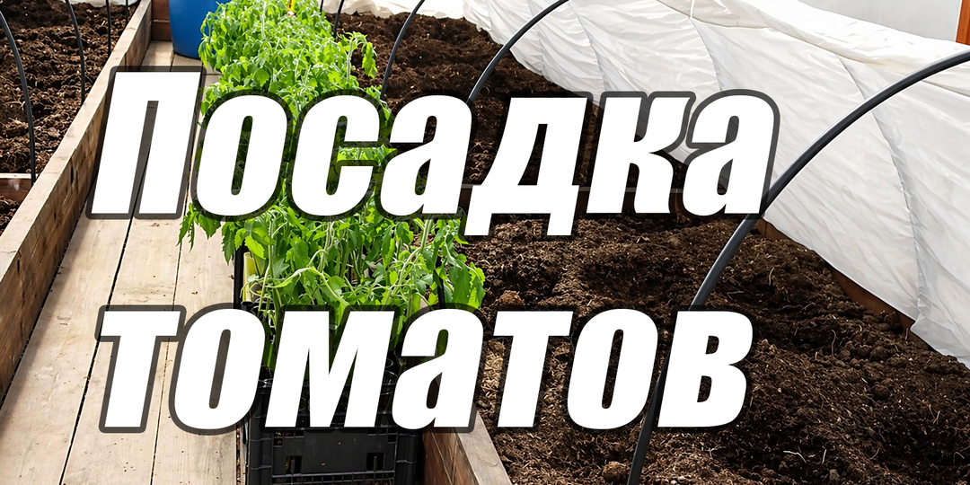 Мой способ посадки томатов: делаю так каждый год и почти не теряю рассаду