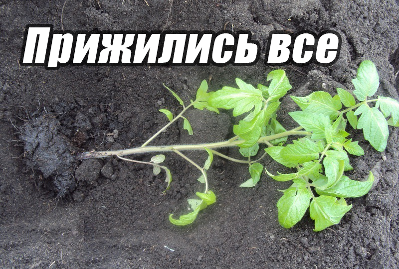 Мой способ посадки томатов: делаю так каждый год и почти не теряю рассаду