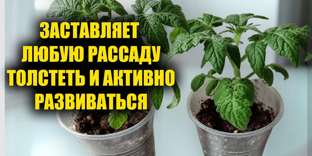 Аптечный заменитель „Эпина“: доступная альтернатива покупным стимуляторам роста - что купить в аптеке для здоровой рассады