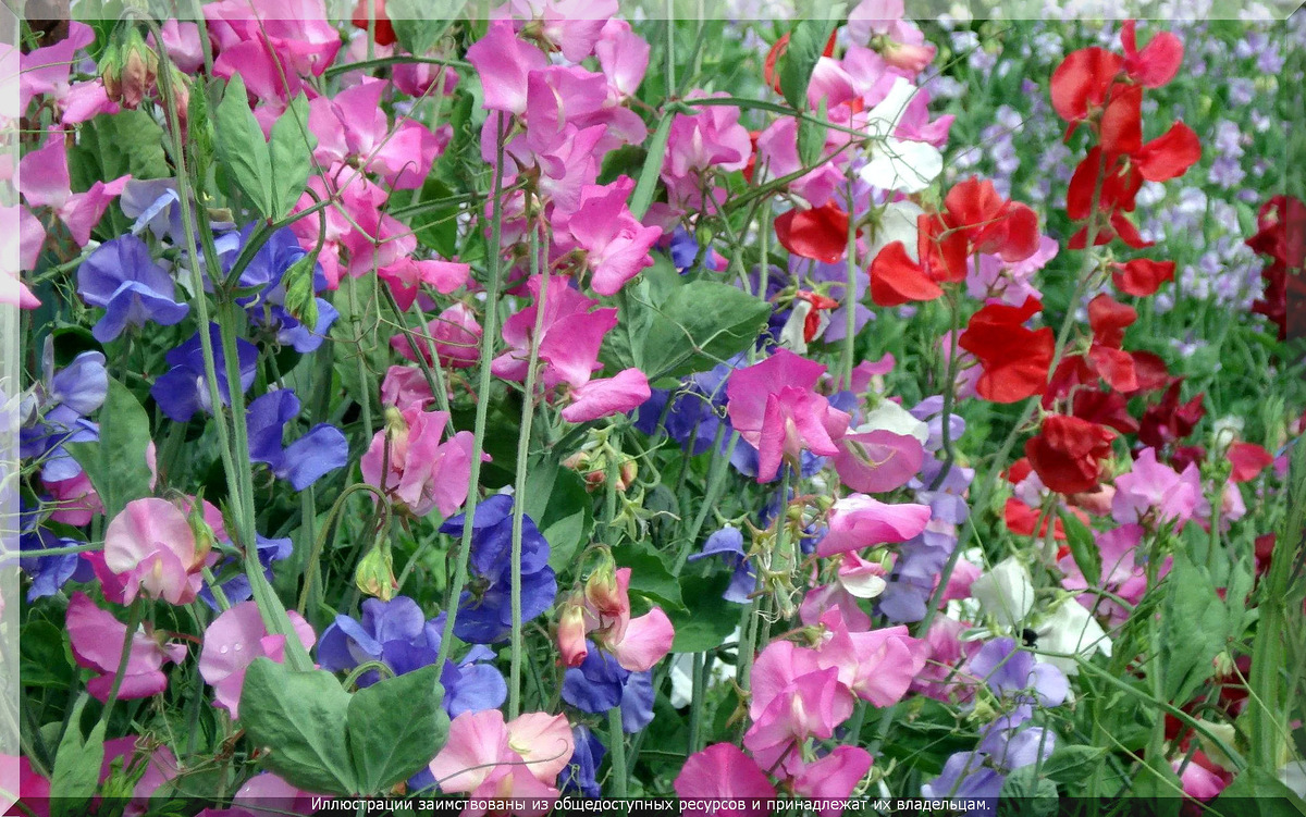 . Душистый горошек