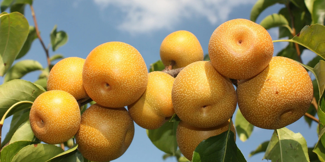 Китайская груша Нэши: всё, что нужно знать садоводу