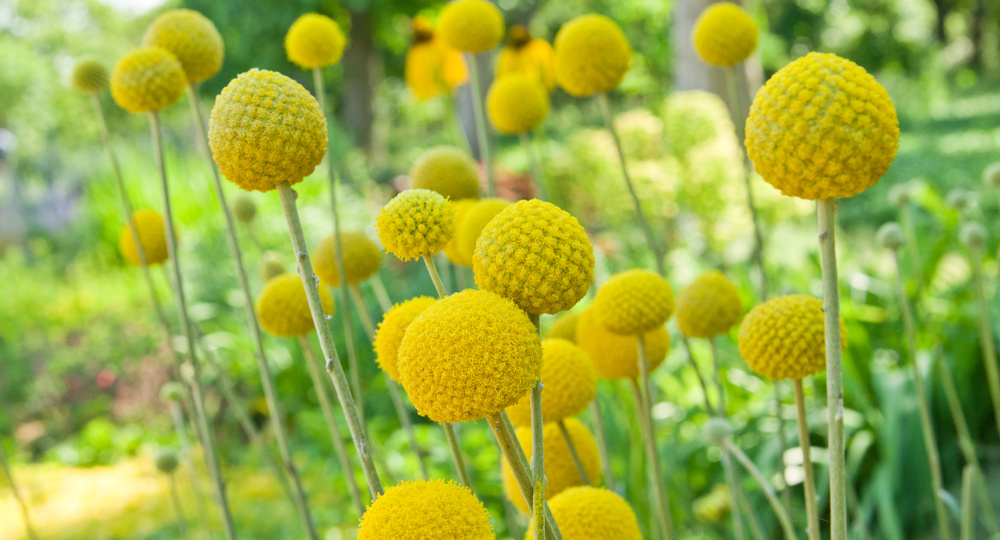 Это кто такой красивый? 7 необычных однолетников, цветущих все лето