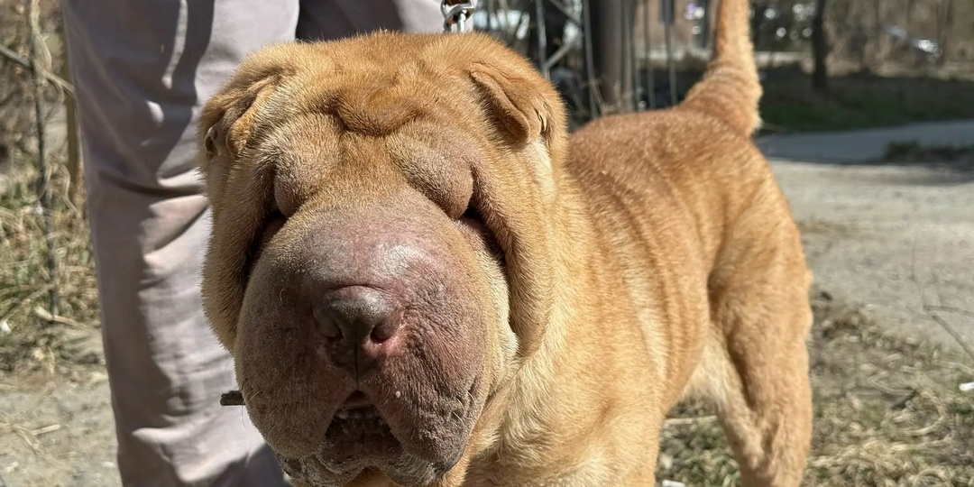 За кулисами приюта. Как ваша помощь работает каждый день.