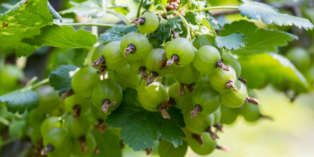 Почему крыжовник вырастает кислым? Как подкормить куст, чтобы ягоды стали сладкими и сочными?