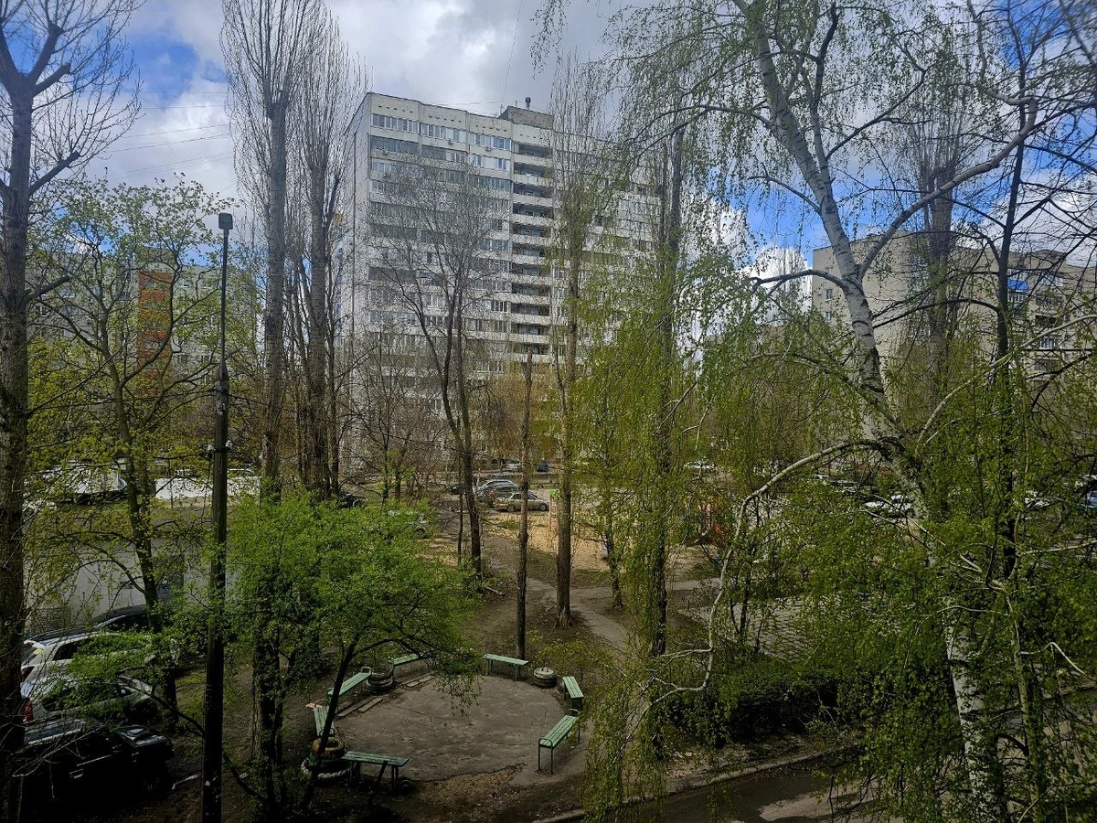 черемуха росла рябом с берёзкой, теперь пустота