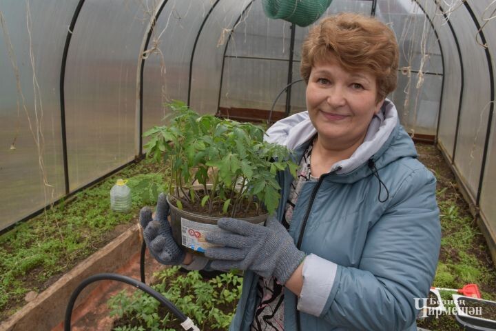 Наталья Артамонова из Кутемы подкармливает помидоры молодой крапивой