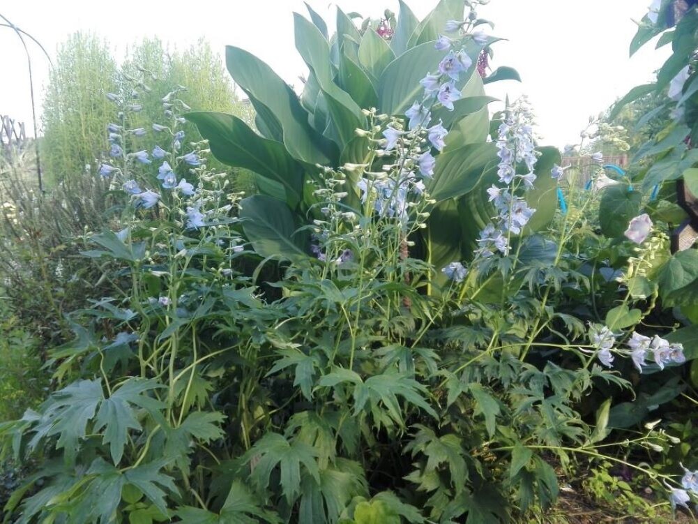 Дельфиниумы заваливаются от дождя и ветра. Да и просто так