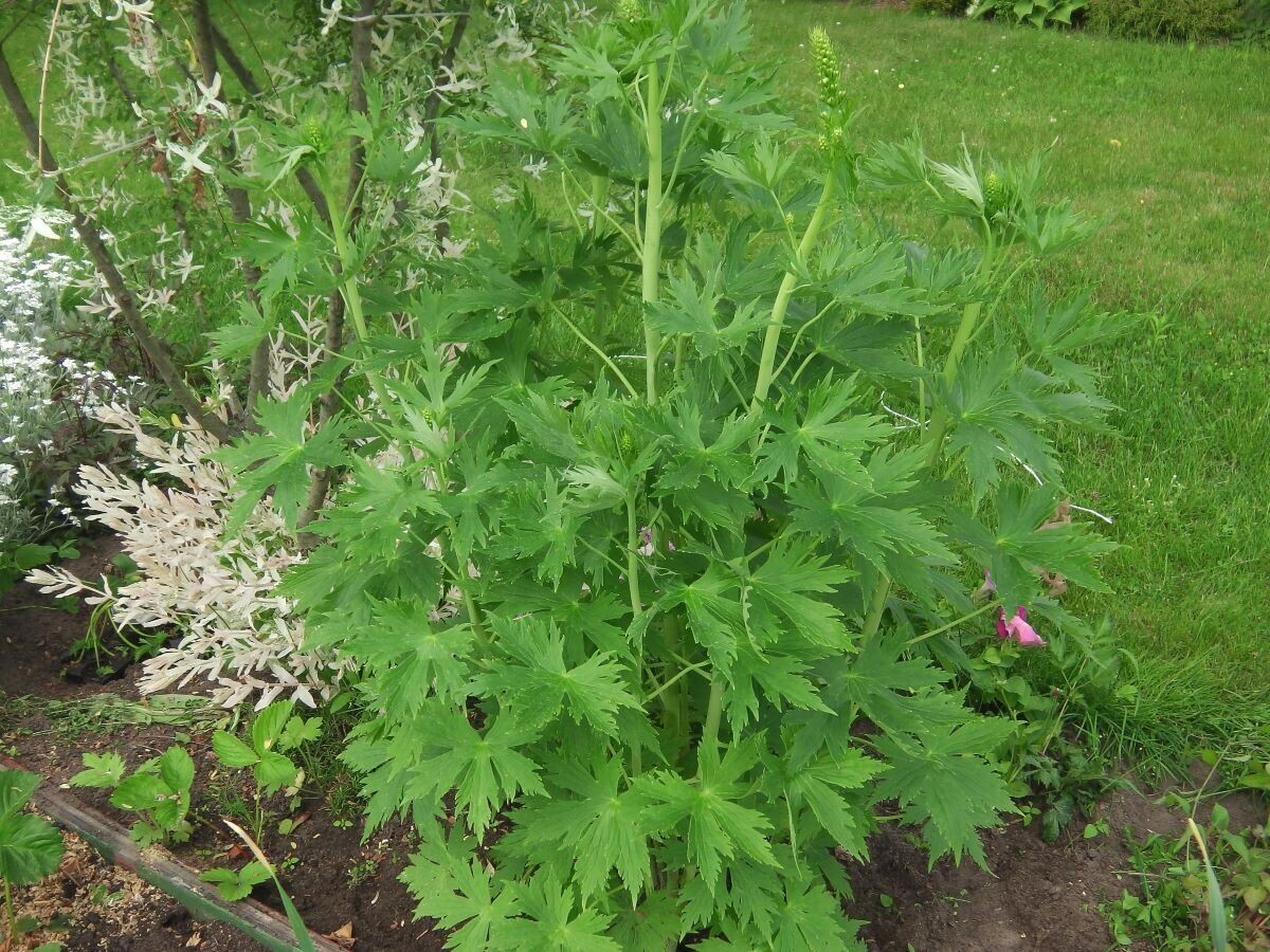 Дельфиниум собирается цвести 