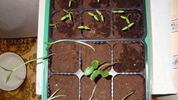 Вот так выглядит рассада, которую многие считают пропавшей. На деле с ней всё можно исправить