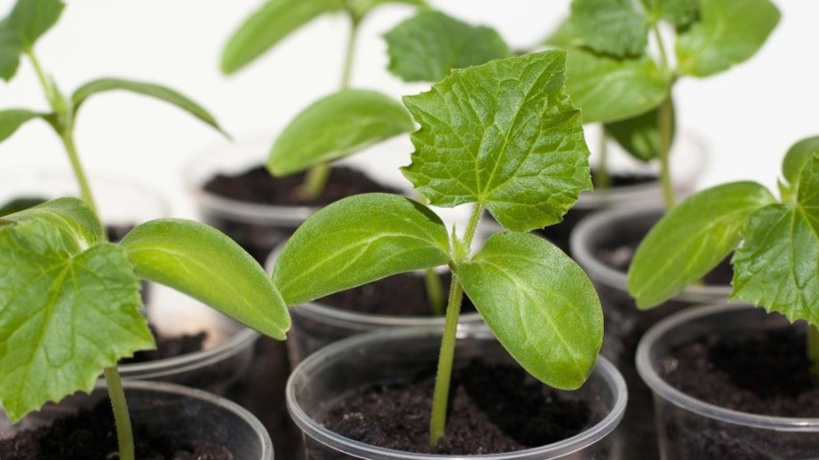 Два дня на улице в тени — и рассада готова к теплице. Без этого шага высадка превращается в лотерею