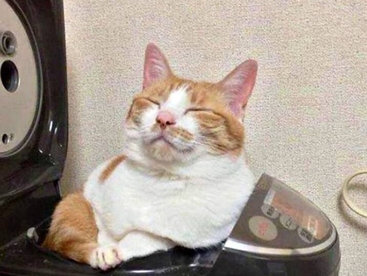 Смешные мемы с кошками