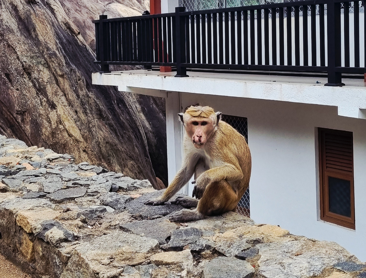 Монастырский комплекс Михинтале (Mihintale): колыбель буддизма на Шри‑Ланке. Фото автора статьи.