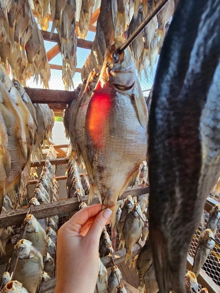 Особенно славится воблой Астрахань. Местные рыбаки издавна умеют правильно солить и вялить рыбу. Поэтому именно астраханская вобла считается эталоном вкуса.