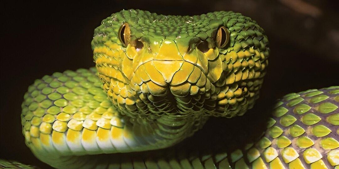 Куфии Иравади оказались самостоятельным видом ядовитых змей, а не гибридом