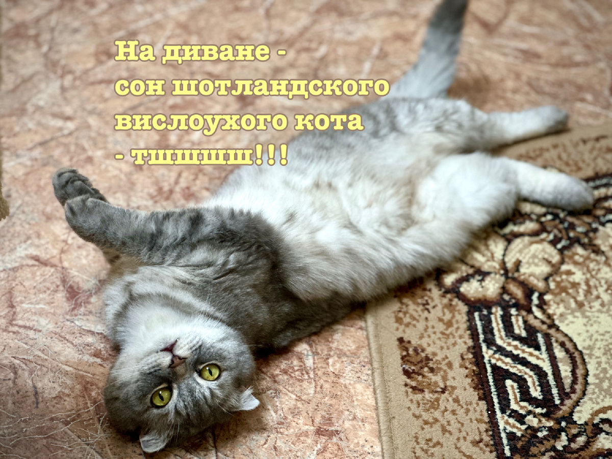 Тимоша - северный.