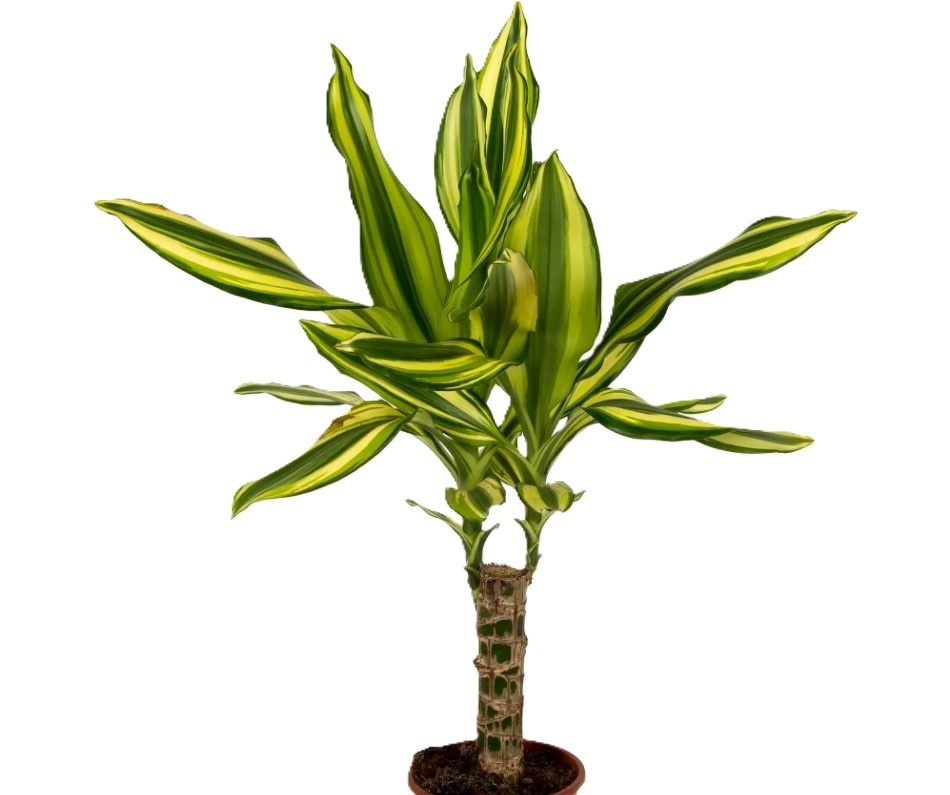 Dracaena fragrans 'Yellow Coast'
