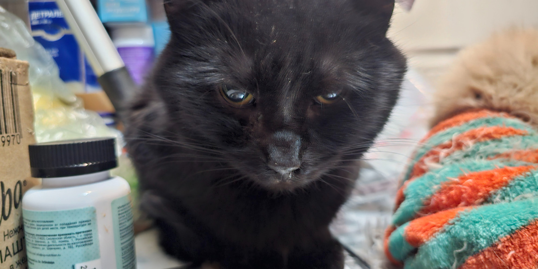 Помогите. Помогите спасти старого кота Русика.