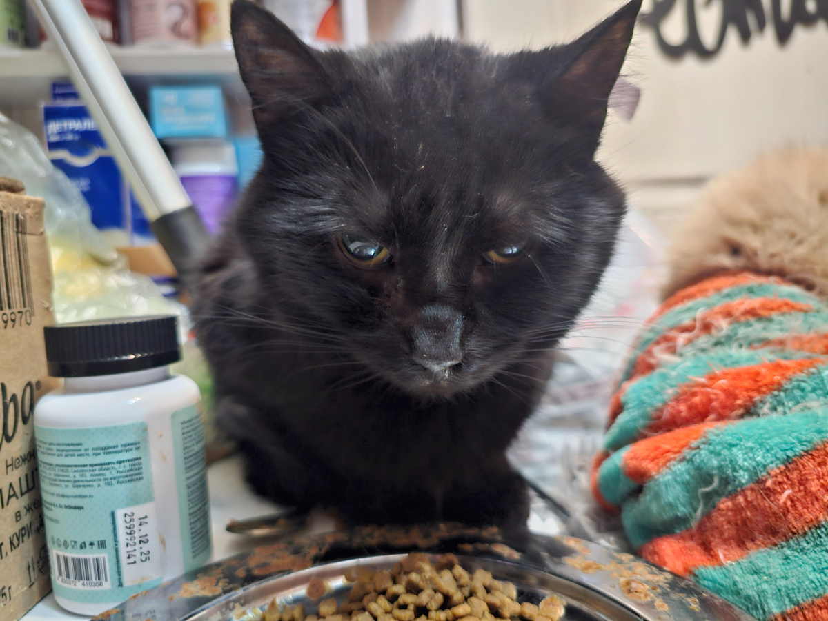 Фото автора. Русик оооооочень хочет жить.