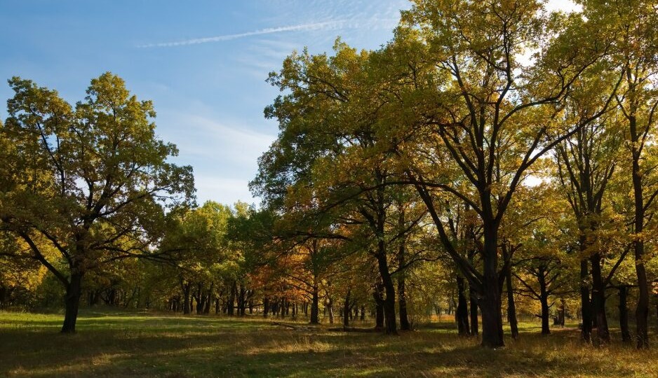 Более 30 вековых дубов уничтожили на особо охраняемой территории в Воронежской области