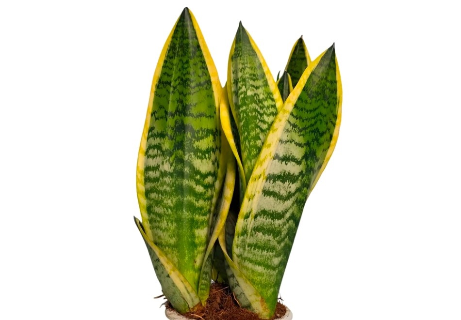 Sansevieria 'Futura Superba'
