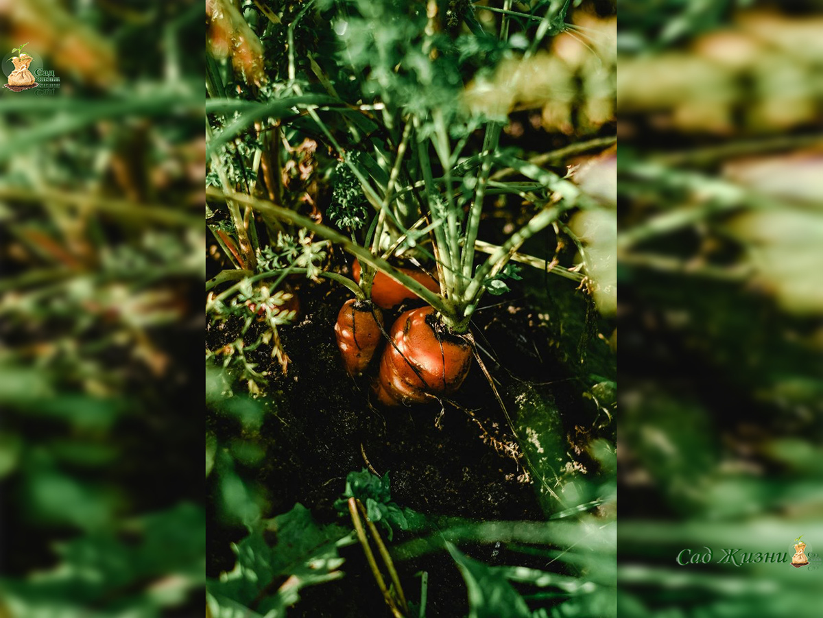 Морковь уже растёт, но сладкой станет только при правильном поливе