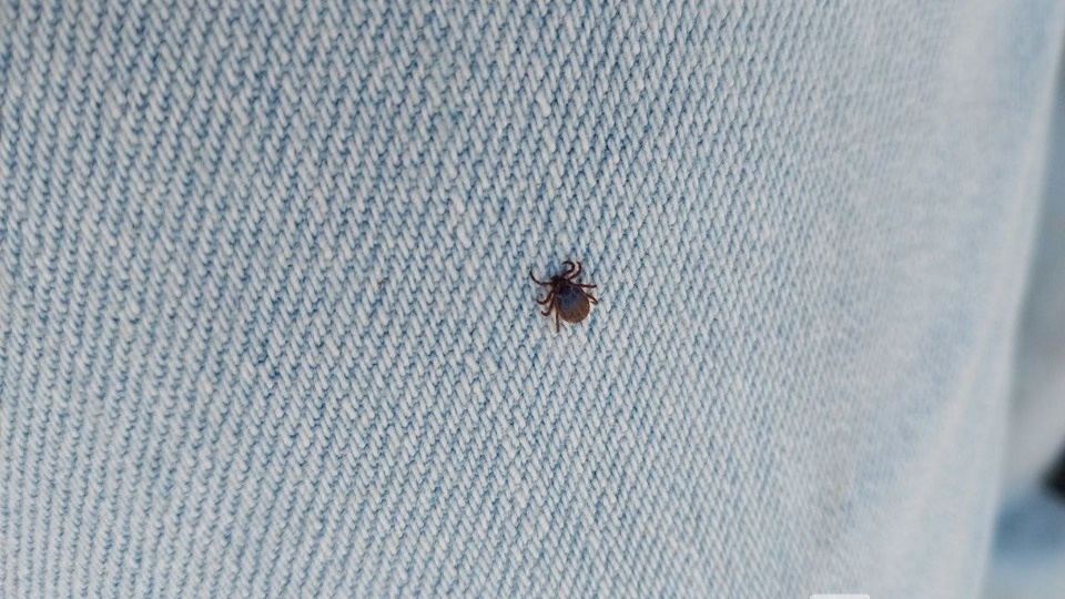 Почти 150 человек пострадали от клещей в Нижегородской области