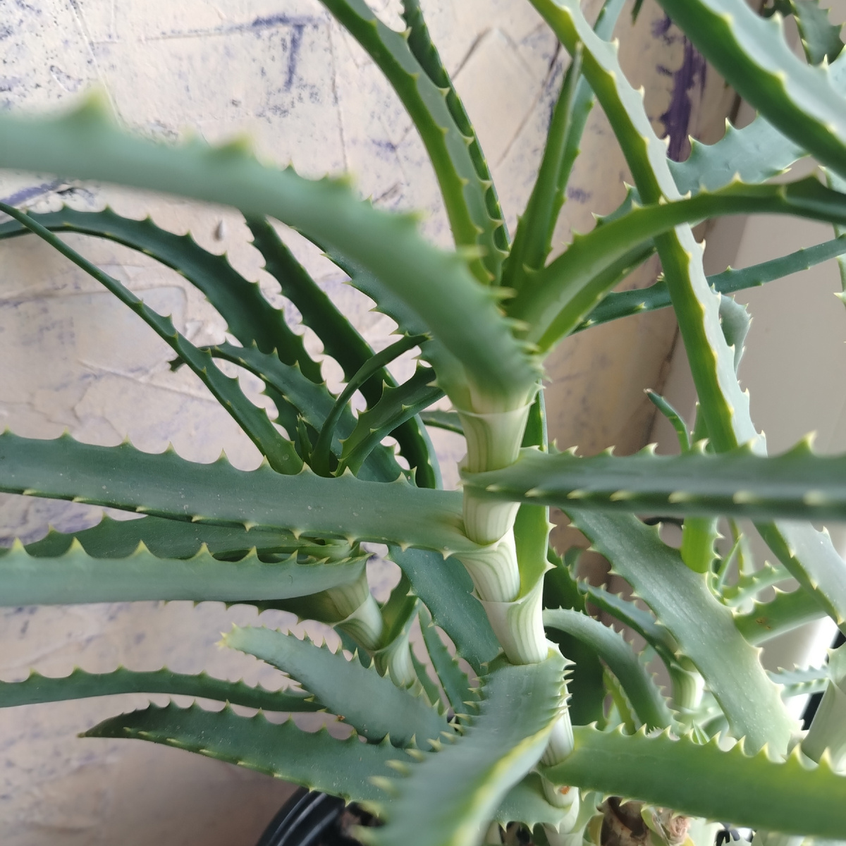 Aloe arborescens