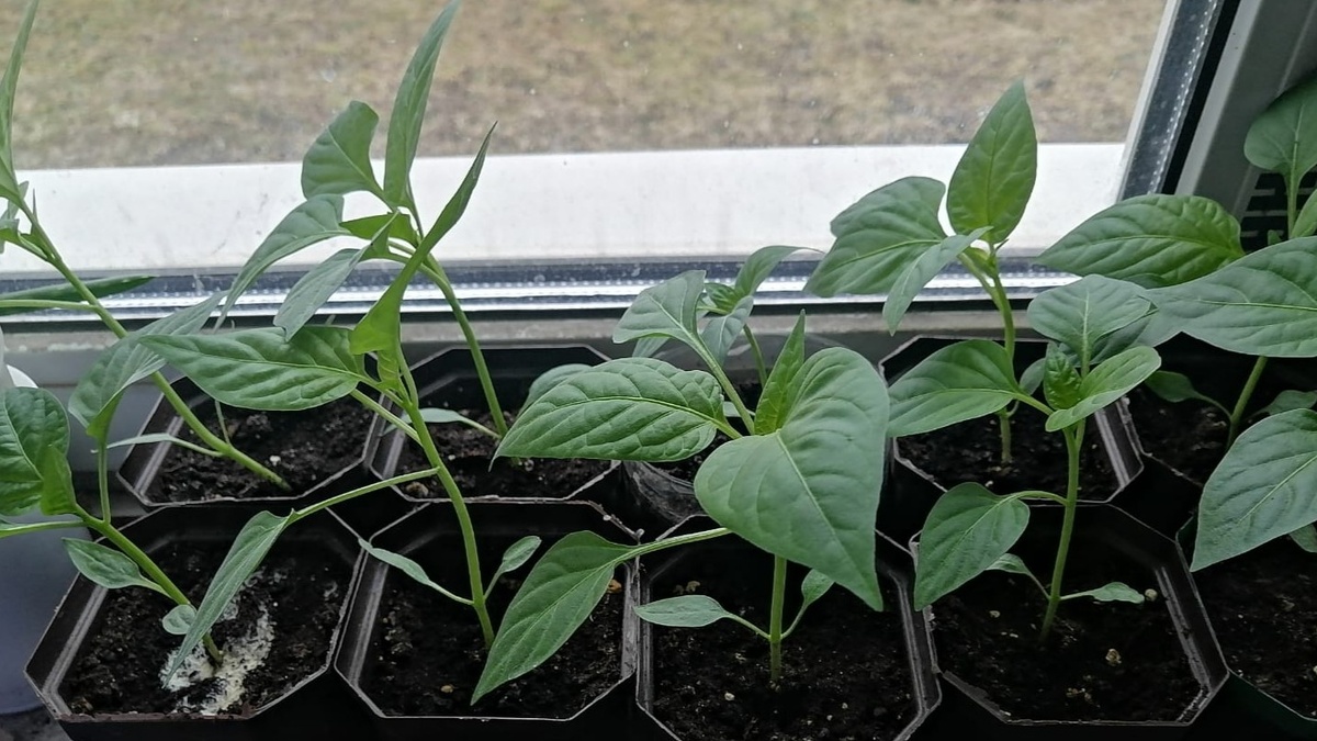 Такую рассаду перца хочется видеть у себя на подоконнике. Дело не в сорте — дело в питании.